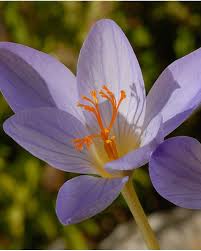 Attēlu rezultāti vaicājumam “Crocus speciosus”