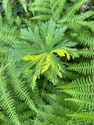 Attēlu rezultāti vaicājumam “Geranium pratense leaf”