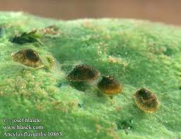 Attēlu rezultāti vaicājumam “Ancylus fluviatilis”