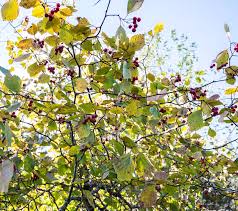 Attēlu rezultāti vaicājumam “Crataegus macracantha”