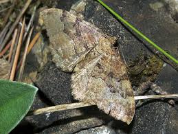 Attēlu rezultāti vaicājumam “Hydria cervinalis”