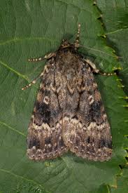 Attēlu rezultāti vaicājumam “Amphipyra”