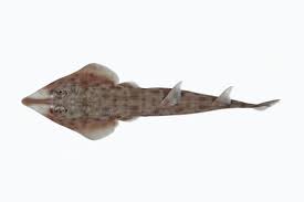 Image result for Rhinobatos rhinobatos