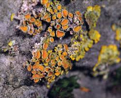 Attēlu rezultāti vaicājumam “Xanthoria parietina”