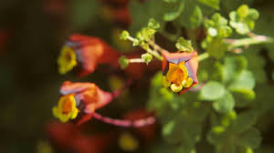 Attēlu rezultāti vaicājumam “Tropaeolaceae”