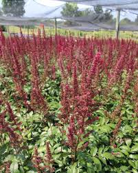 Image result for Astilbe