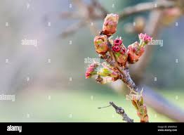 Attēlu rezultāti vaicājumam “Crataegus laevigata bud”