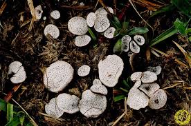 Attēlu rezultāti vaicājumam “Poronia punctata”