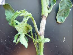 Attēlu rezultāti vaicājumam “Comatricha alta stalked”