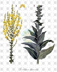 Attēlu rezultāti vaicājumam “Verbascum thapsus fruit”