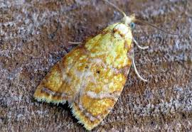 Attēlu rezultāti vaicājumam “Acleris bergmanniana”