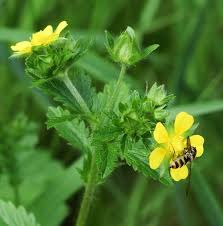 Attēlu rezultāti vaicājumam “Potentilla norvegica flower”