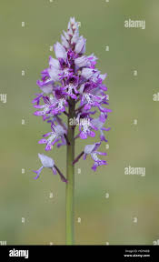 Attēlu rezultāti vaicājumam “Orchis militaris flower”