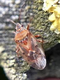 Attēlu rezultāti vaicājumam “Kleidocerys resedae”