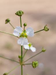 Attēlu rezultāti vaicājumam “Alisma plantago-aquatica flower”