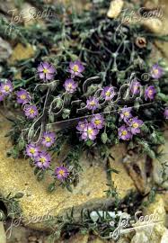 Attēlu rezultāti vaicājumam “Spergularia rubra”