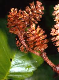 Attēlu rezultāti vaicājumam “Alnus incana female flower”