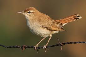 Image result for Cercotrichas galactotes