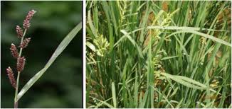 Attēlu rezultāti vaicājumam “Echinochloa crus-galli fruit”