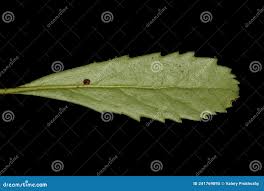 Attēlu rezultāti vaicājumam “Chimaphila umbellata leaf”