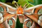 EduPic Butterflies and Moths Page Four