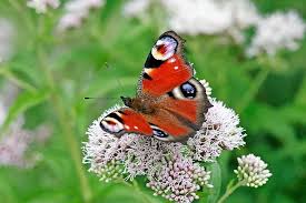 Attēlu rezultāti vaicājumam “Inachis io”