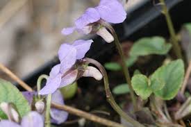 Attēlu rezultāti vaicājumam “Viola reichenbachiana”