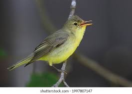 Attēlu rezultāti vaicājumam “Hippolais icterina adult”