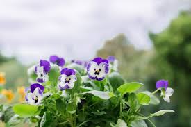 Attēlu rezultāti vaicājumam “Viola x williamsii flower”