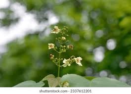 Attēlu rezultāti vaicājumam “Catalpa ovata flower”