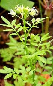 Attēlu rezultāti vaicājumam “Cardamine impatiens”