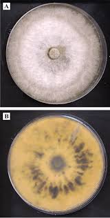 Attēlu rezultāti vaicājumam “Anthostoma decipiens”