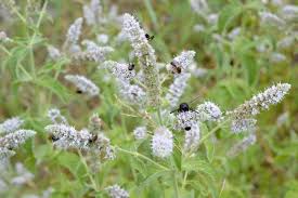 Attēlu rezultāti vaicājumam “Mentha longifolia”