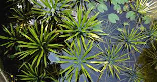 Attēlu rezultāti vaicājumam “Stratiotes aloides”