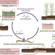 Attēlu rezultāti vaicājumam “Heteromurus nitidus”