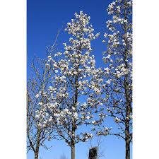 Attēlu rezultāti vaicājumam “Magnolia x loebneri”