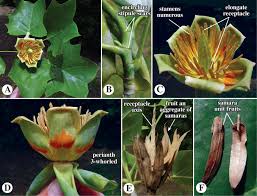 Attēlu rezultāti vaicājumam “Liriodendron tulipifera fruit”
