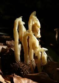 Attēlu rezultāti vaicājumam “Monotropa hypopitys”