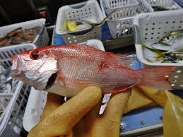 Image result for Lutjanus campechanus