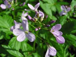 Attēlu rezultāti vaicājumam “Cardamine bulbifera leaf”