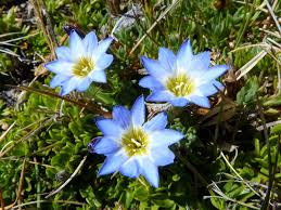 Attēlu rezultāti vaicājumam “Gentianaceae”
