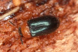 Attēlu rezultāti vaicājumam “Tetratoma fungorum”