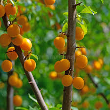 Attēlu rezultāti vaicājumam “Prunus cerasifera fruit”