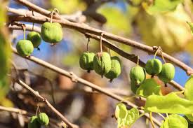 Attēlu rezultāti vaicājumam “Actinidia kolomikta fruit”