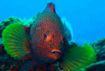 Image result for Cephalopholis fulva