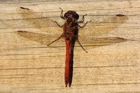 Attēlu rezultāti vaicājumam “Sympetrum vulgatum male”