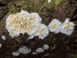 Attēlu rezultāti vaicājumam “Basidioradulum radula”