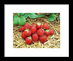 Attēlu rezultāti vaicājumam “Fragaria x ananassa fruit”