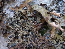 Attēlu rezultāti vaicājumam “Plectocarpon lichenum”