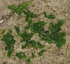 Attēlu rezultāti vaicājumam “Aneura pinguis”